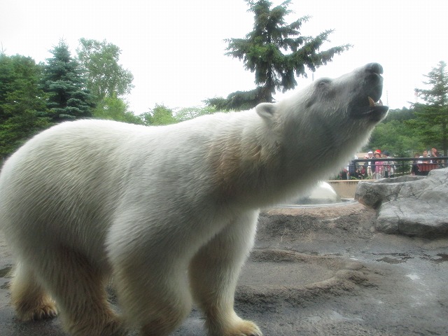 ���R������