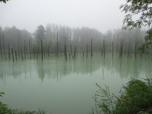 白金青い池
