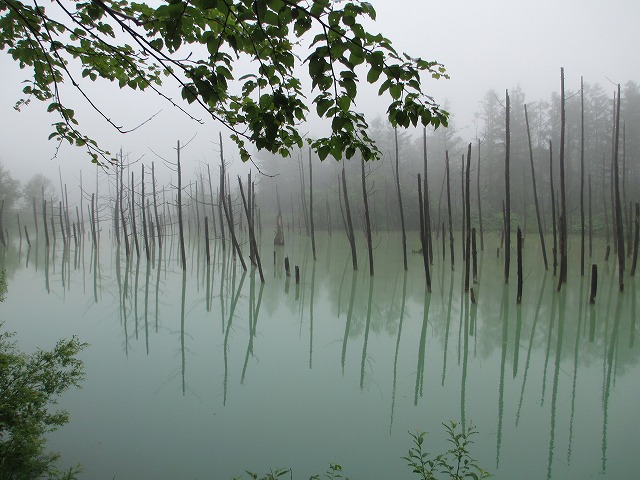 白金青い池