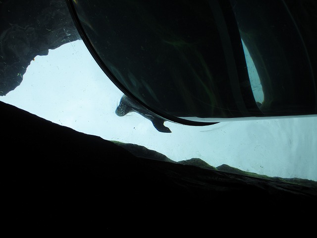 旭川市旭山動物園