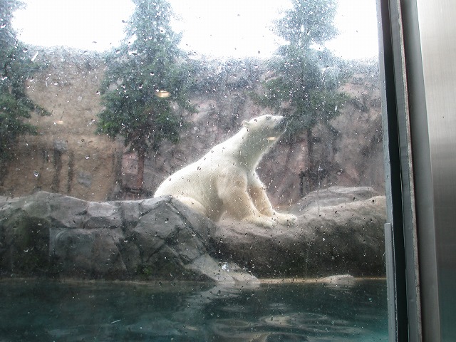 旭川市旭山動物園