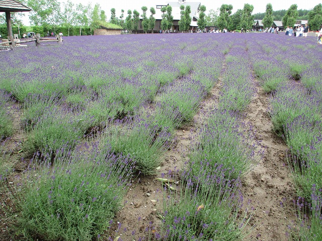 �t�@�[���x�c