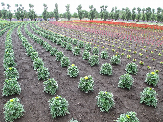 �t�@�[���x�c