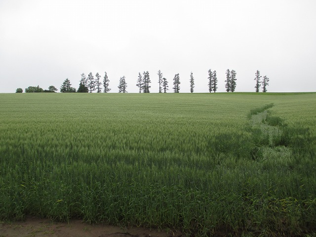 �}�C���h�Z�u���̋u