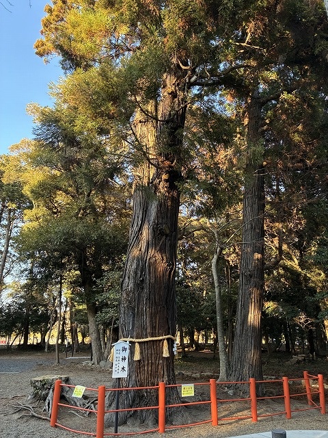 息栖神社の御神木