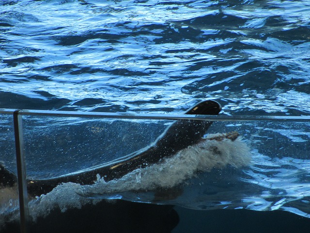 アクアワールド茨城県大洗水族館