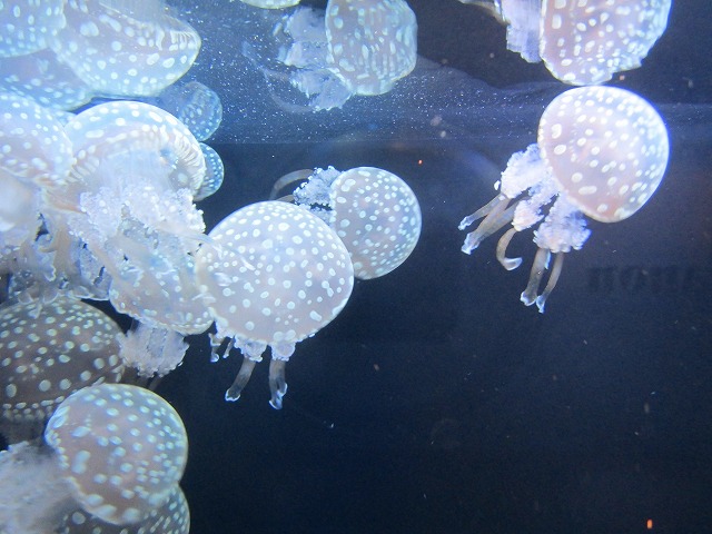 アクアワールド茨城県大洗水族館