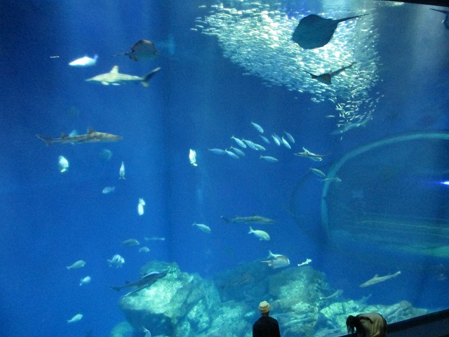 アクアワールド茨城県大洗水族館