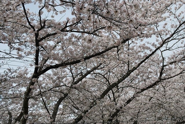 小見川城山公園