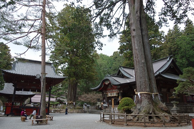 北口本宮冨士浅間神社の夫婦桧