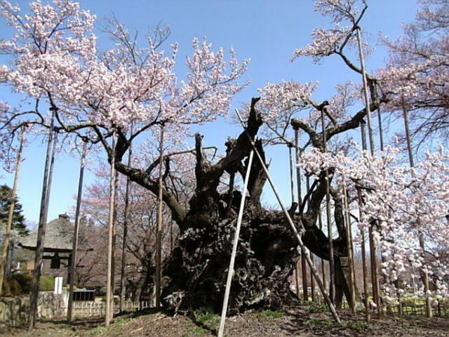 山高神代桜