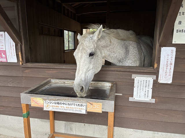 鹿児島神宮の神馬