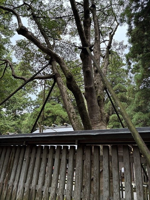 御神木 招霊の木 天岩戸神社