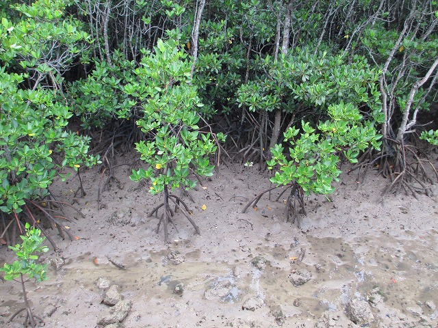 島尻のマングローブ林