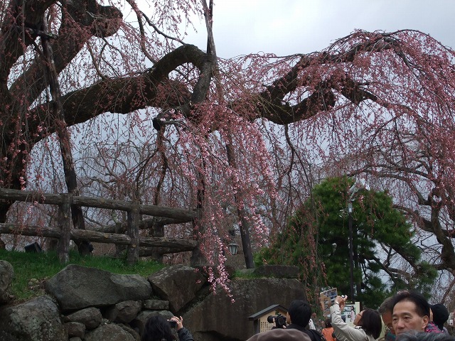 �O�O����(�O�O��)