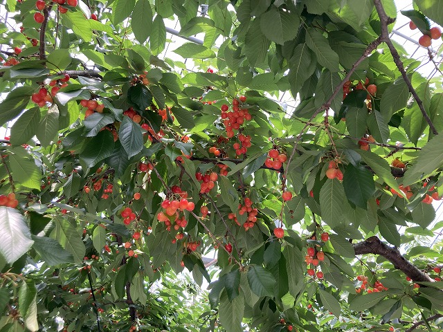 まるせい果樹園