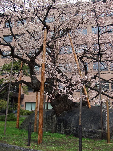 石割桜