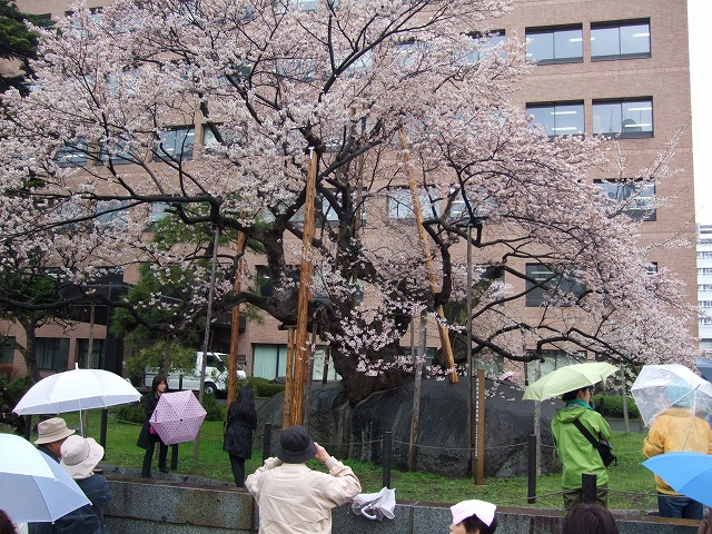 石割桜