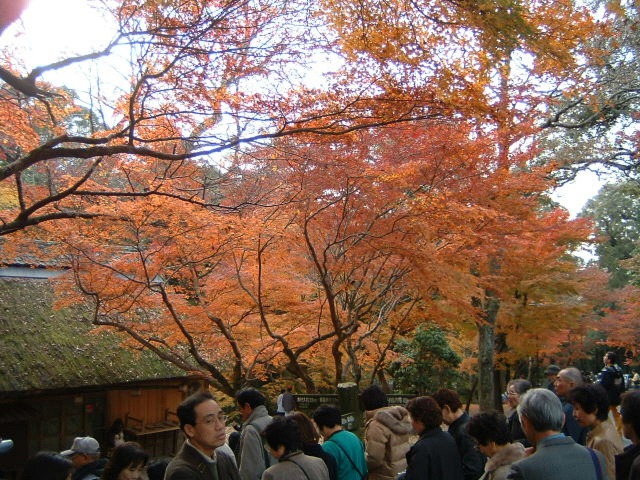 清水寺の紅葉