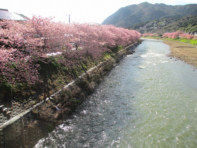 河津桜