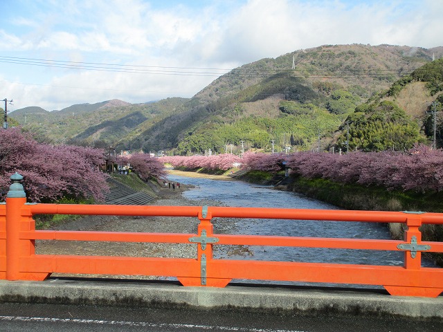 河津桜
