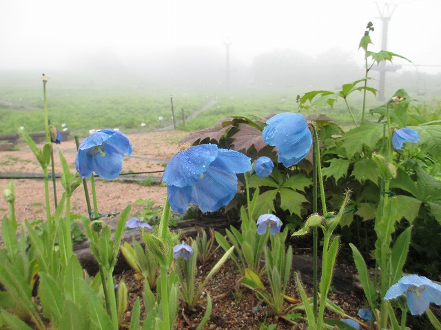 白馬五竜高山植物園