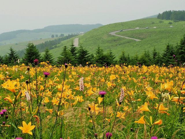 ビーナスライン