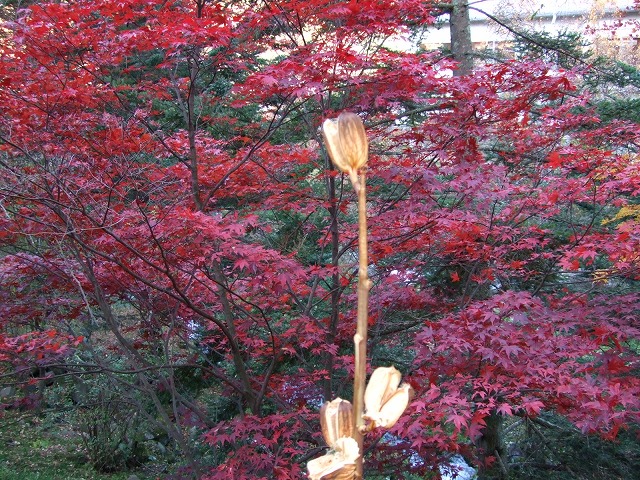 蓼科グランドホテル滝の湯