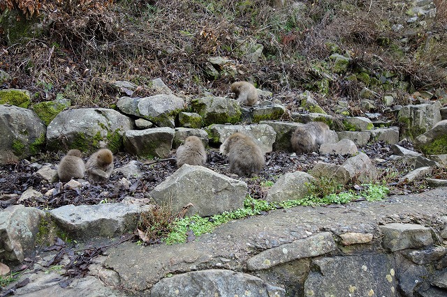 地獄谷野猿公苑