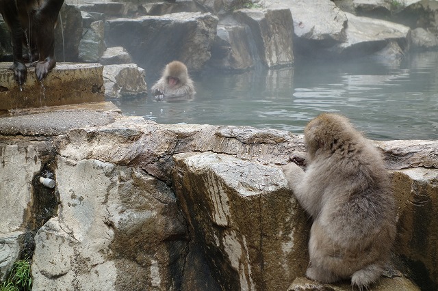 地獄谷野猿公苑
