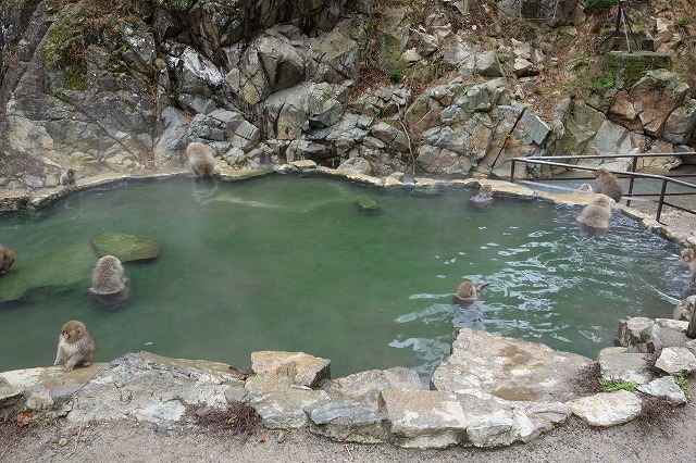 地獄谷野猿公苑